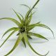 Tillandsia Flexuosa var. Vivipara/L