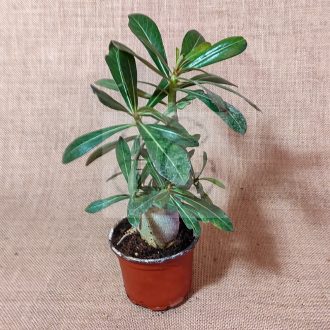 Adenium obesum magonc/S
