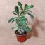 Adenium obesum magonc/S