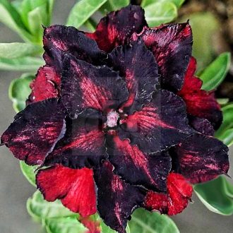 Adenium obesum (S-7606)