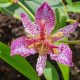 Tricyrtis formosana "Autumn Glow"-Tajvani púpliliom