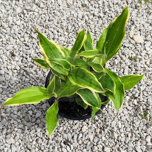 Tricyrtis formosana "Autumn Glow"-Tajvani púpliliom