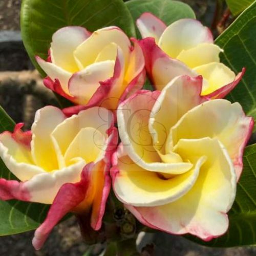 Plumeria rubra "Crystal Rose"