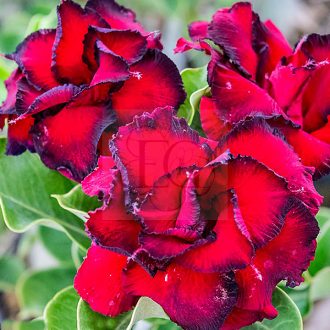 Adenium obesum "Dragon Blood" (S)