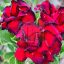 Adenium obesum "Dragon Blood" (S)