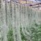 Tillandsia usneoides classic/XS