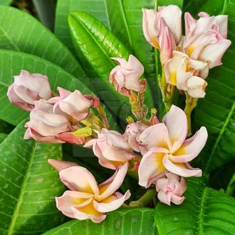 Plumeria rubra "Nui's Purple Rain' (NUI)