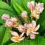 Plumeria rubra "Nui's Purple Rain' (NUI)