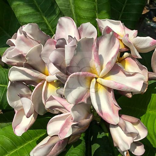 Plumeria rubra "Nui's Purple Rain' (NUI)