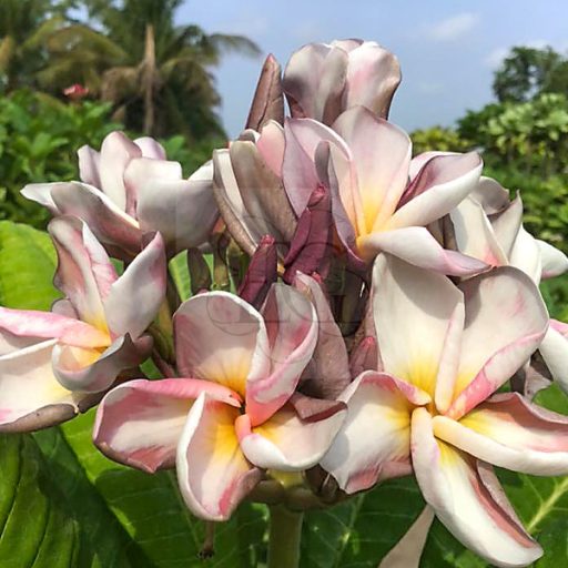 Plumeria rubra "Nui's Purple Rain' (NUI)