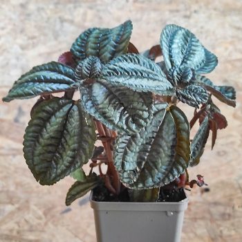 Pilea spruceana Pilea spruceana