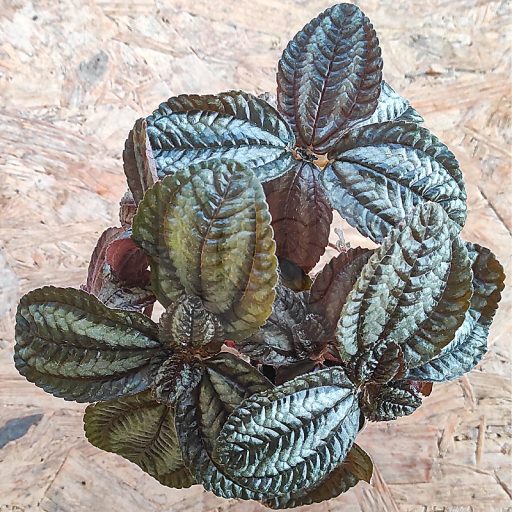 Pilea spruceana