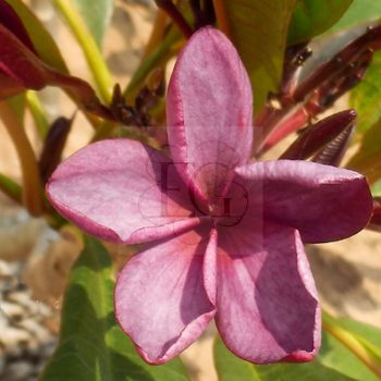 Plumeria rubra "Contessa" dugvány  Plumeria rubra "Contessa" dugvány
