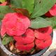 Euphorbia milii "Red Gypsi" (18)