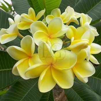 Plumeria rubra "Australian Yellow aka Bowen Yellow"   Plumeria rubra "Australian Yellow aka Bowen Yellow"