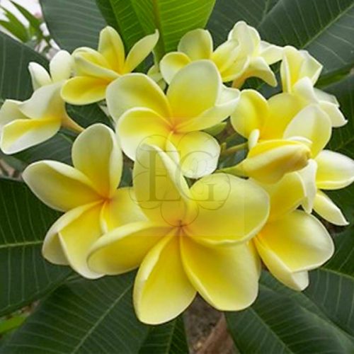 Plumeria rubra "Australian Yellow aka Bowen Yellow"