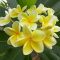 Plumeria rubra "Australian Yellow aka Bowen Yellow"