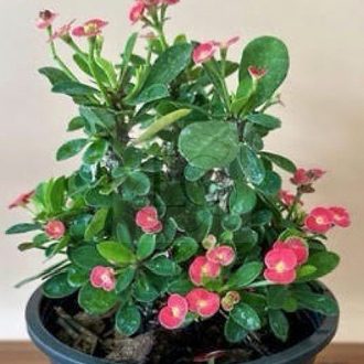Euphorbia milii "Orange Chiang Khan" (DA2)