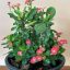 Euphorbia milii "Orange Chiang Khan" (DA2)
