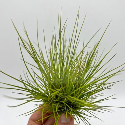 Tillandsia Setiformis Pulk 