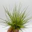 Tillandsia Setiformis Pulk 