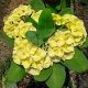 Euphorbia milii "Gold Drop" (85)