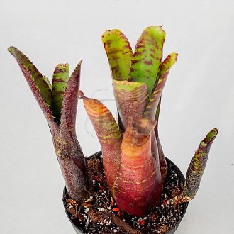Neoregelia Tiger Hybrid 