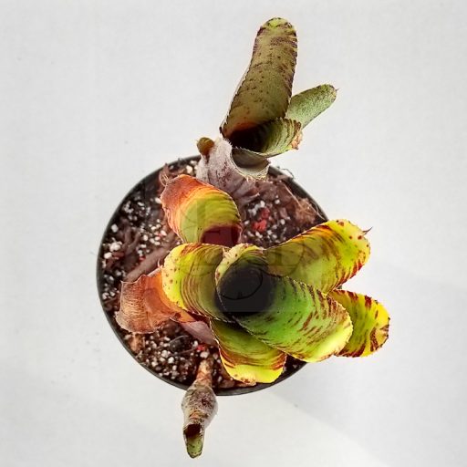 Neoregelia Tiger Hybrid 