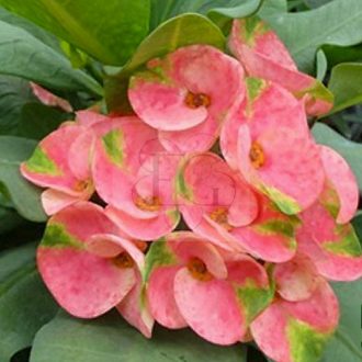 Euphorbia milii "Sridaa" (59)