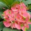 Euphorbia milii "Sridaa" (59)