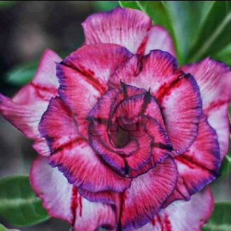 Adenium obesum "Purple Wind" (S)