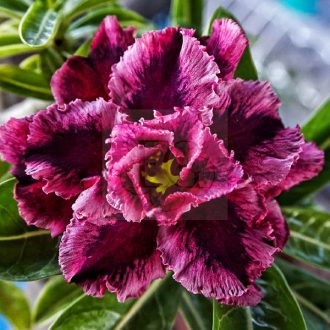 Adenium obesum (S-05)