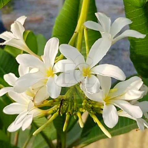 Plumeria Obtusa "Tuberculata"