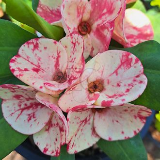 Euphorbia milii "Rung Rar Wee"