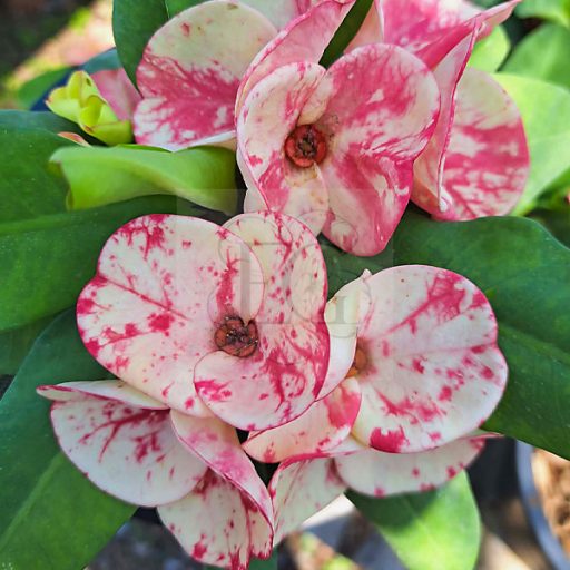 Euphorbia milii "Rung Rar Wee"
