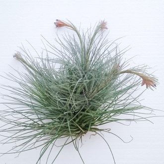 Tillandsia Tectorum Snow X Juncea/XXL
