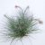 Tillandsia Tectorum Snow X Juncea/XXL