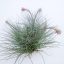 Tillandsia Tectorum Snow X Juncea/XXL