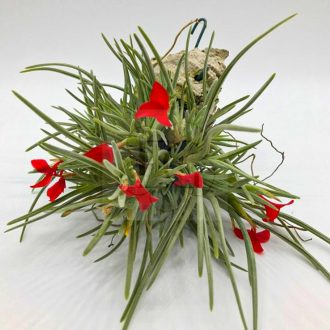 Tillandsia Albertiana Pulk Kork/XXL