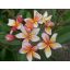 Plumeria rubra "Xanadua" JJ