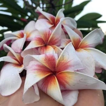 Plumeria rubra "Lollipop" SK Plumeria rubra "Lollipop" SK