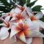 Plumeria rubra "Lollipop" SK