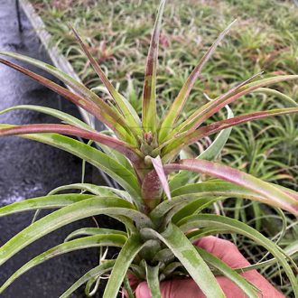 Tillandsia Eric Knobloch/L