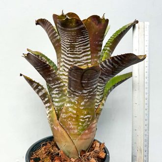 Aechmea Dark Deleon Hybrid