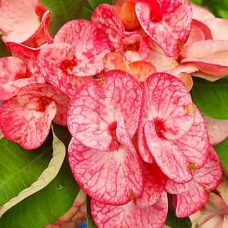 Euphorbia milii "Thi Da Phu Ket" (A102)