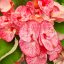 Euphorbia milii "Thi Da Phu Ket" (A102)