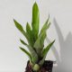 Aechmea Phanerophlebia Green 