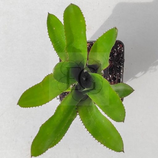 Aechmea Phanerophlebia Green 