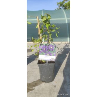 Clematis "Etoile Violette"-Ments meg növény!