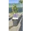 Clematis "Etoile Violette"-Ments meg növény!